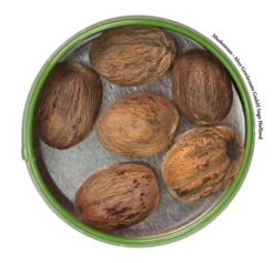 Titelseite -VIKTUALIEN Verkäufe altes gewuerzamt muskatnuss